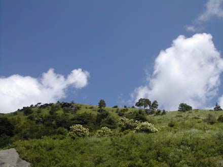 八ヶ岳の夏: