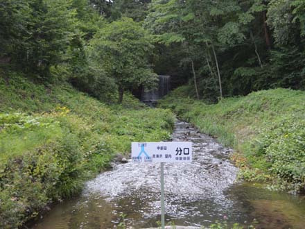 八ヶ岳の夏: